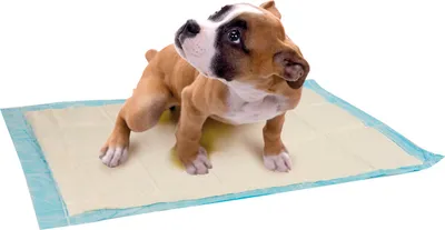 Produktbild von ZOLUX absorbierender Teppich für Hunde 60x40cm  - 10