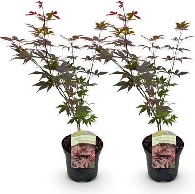 Produktbild von GreenboutiQ - Balkonpflanze - Japanischer Ahorn - Acer palmatum Atropurpureum - Lila - 2 Pflanzen - Laubabwerfend - Topf 19cm Höhe 70cm