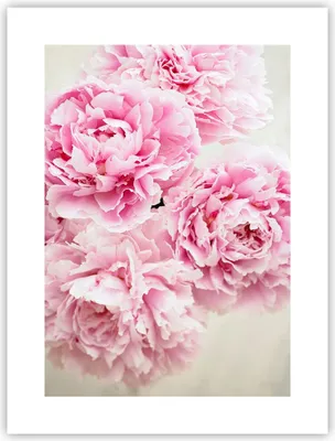 Produktbild von Poster - Poster ohne Rahmen - Pfingstrosen Blumenstrauß Blumen - 30x40 cm - Wand Bild - Wanddeko - Wandbilder - Kunstposter - Wandposter - Bilder - Kunstdruck - Wanddekoration - P2XPA30x40-4961