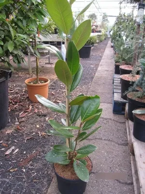 Produktbild von Immergrüne Magnolie Francois Tryve - Magnolia grandiflora Francois Tryve