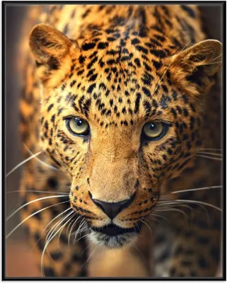 Produktbild von Wallario Wandbild Leopard in Nahaufnahme beim Laufen, Größe: 40,30 x 50,30 cm, Poster mit schwarzem Aluminiumrahmen
