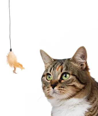 Produktbild von Katzenangel mit Fellstück und Federanhang · XL Spielangel · ca. 70 cm Gesamtlänge