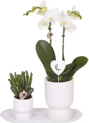 Obrázek produktu pro Dárková sada Diabolo White Small – bílá orchidej Amabilis (Ø 9 cm) + zelená rostlina (Ø 6 cm), včetně bílých květináčů a oválného podnosu – dekorativní sada pokojových rostlin přímo od pěstitele
