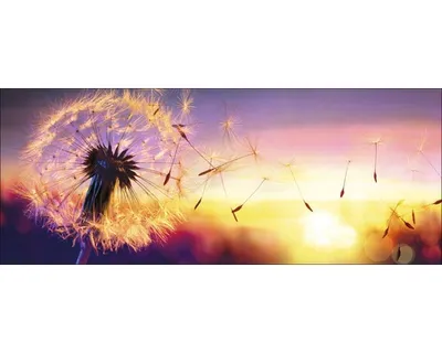 Produktbild von Glasbild Dandelion mit Löwenzahn-Motiv im skandinavischen Stil 125x50 cm