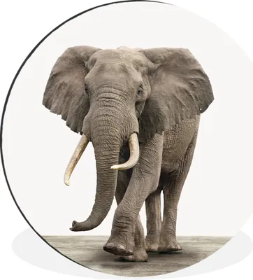 Produktbild von MuchoWow® Aluminium Wandkreis Tiere - Elefant - Grau Ø 60 cm Wanddeko Modern Wohnzimmer - Wand Kreis - Wandbild - Schlafzimmer - Aluminium Bild - Kinderzimmer - Wohnzimmer Dekoration - Wandschmuck
