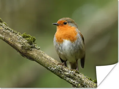 Produktbild von MuchoWow® Poster Vogel - Rotkehlchen - Zweig - Pflanzen 120x90 cm - Wandbild