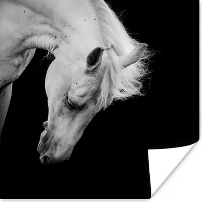 Produktbild von MuchoWow® Poster Pferd - Weiß - Schwarz 75x75 cm - Wand Dekoration