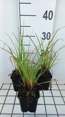 Produktbild von 6 x  Kniphofia hybr. 'Ice Queen' - Fackellilie - Topf 9 x 9 cm