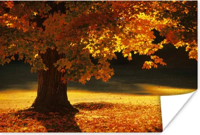 Produktbild von MuchoWow® Poster Ein Ahornbaum im Herbst 120x80 cm - Bilder