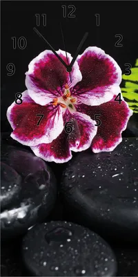 Produktbild von Wallario Design Wanduhr bedruckt, Größe 30 x 60 cm, Motiv: Geranienblüte auf schwarzen Steinen, benetzt mit Wassertropfen