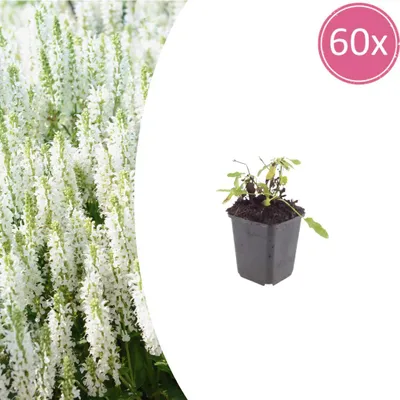 Produktbild von Salvia n. 'Schneehugel' | 60 Stück - 10-25cm - Ø9cm - Gartenpflanze