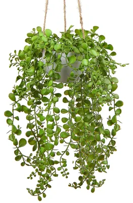 Image de Ficus pumila artificiel en suspension, décoration murale d'intérieur, plante décorative, hauteur 35,5 cm, dans un panier suspendu.