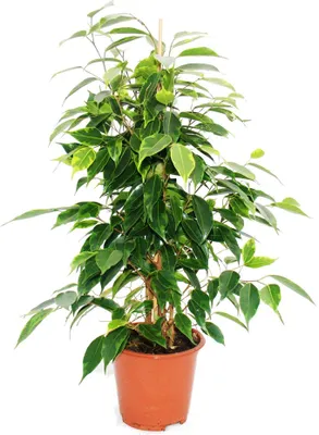 Image de Ficus benjamini "Anastasia", bouleau figue 14cm
