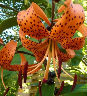 Produktbild von 5x Zwiebeln Blumenzwiebeln Exotische Tiger Lilien " Lancifolium tigrinum " Stark duftend und mit vielen Blüten