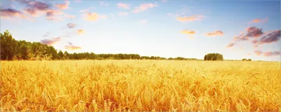 Produktbild von Wallario Poster - Weizenfeld unter blauem Himmel, Kunstdruck Größe: 80 x 200 cm