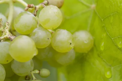 Produktbild von Vitis vinifera 'Romulus', Weinrebe, 80–100 cm