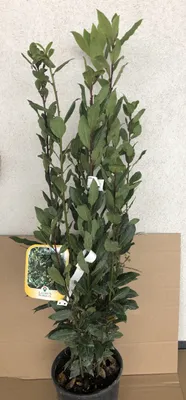 Produktbild von Laurus nobilis - Echter Lorbeer - 60-80 cm Container