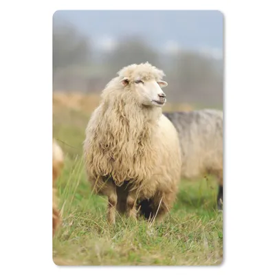 Produktbild von MuchoWow® Mauspad Mousepad Schafe - Wolle - Gras 18x27 cm - Mousepads - Maus Mat - Pad - Mausunterlage