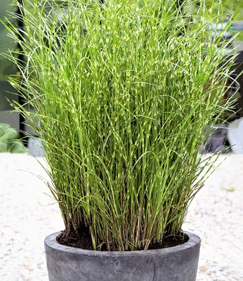 Produktbild von BALDUR Garten 1x Chinaschilf Zebragras, Pflanze im 9x9 cm-Topf, Miscanthus zebrinus strictus, Chinagras, auffälliges Ziergras, winterharte Staude, mehrjährig, Schnittblume