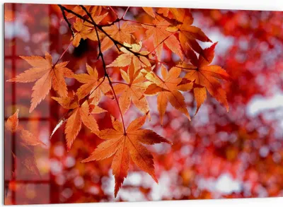 Produktbild von DEQORI Küchenrückwand Glas 60x40 cm 'Herbstblattglanz' Spritzschutz Bad Rückwand Küche