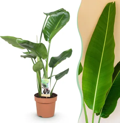 Produktbild von Green boutiQ - Zimmerpflanzen - Strelitzia Nicolai - Paradiesvogelblume - Wenig Pflege - Grün - 1 Pflanze - Topf 17cm - Höhe 70-90cm