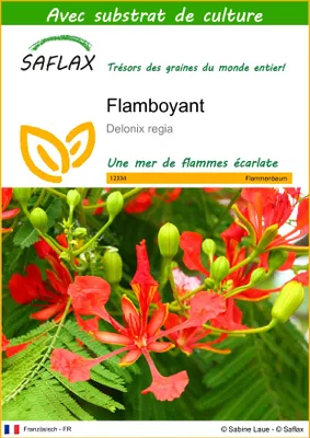 Image de SAFLAX  - Flamboyant - 6 graines - Avec substrat - Delonix