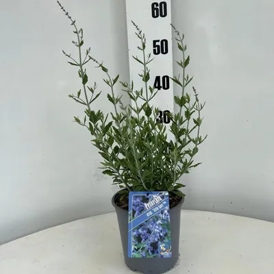 Immagine prodotto di Perovskia atriplicifolia 'Little Spire' PBR - Salvia blu | 20-25 cm in vaso