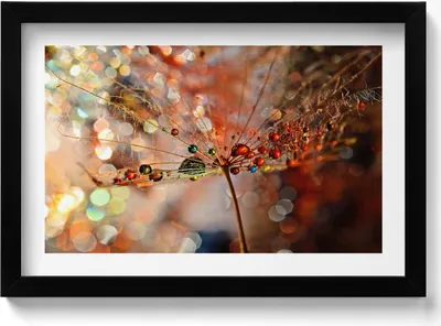 Produktbild von Gebläse und Tau– Wandbild mit Rahmen – Gerahmtes Bild  – Wanddekoration – 30x20 cm –  Schwarz Rahmen