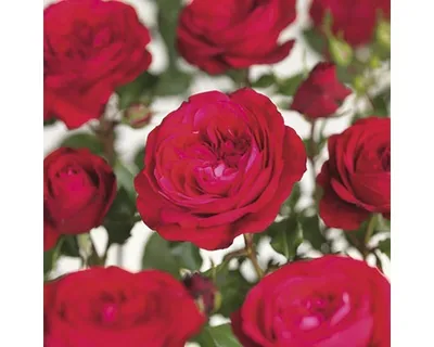 Obrázek produktu pro Růže záhonová Floraself Rosa 'Red Meilove' 15-60 cm květináč 3 l