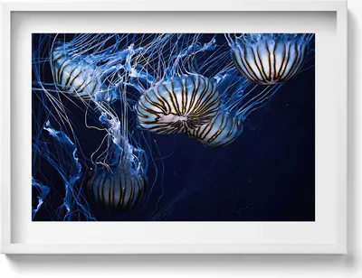Produktbild von Blaue Quallen im Wasser– Wandbild mit Rahmen – Gerahmtes Bild  – Wanddekoration – 70x50 cm –  Weiß Rahmen