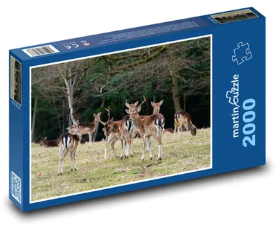 Zdjęcie produktu dla Puzzle 2000 Daniaeuropejski w lesie - martinpuzzle