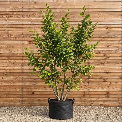 Produktbild von Hainbuche 250-300 cm - Carpinus betulus mehrstämmig