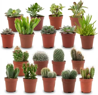 Immagine prodotto di Mini cactus e piante grasse assortiti – 18 pezzi – Ø 5,5 cm – altezza 5–10 cm – piante da appartamento facili da curare – decorazione ideale e idea regalo per la casa e l'ufficio