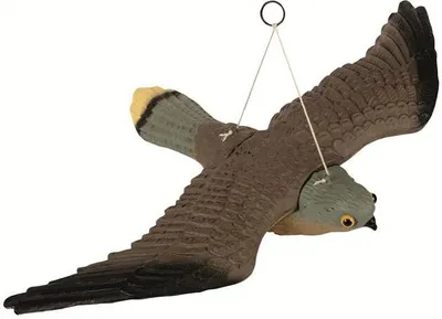 Immagine prodotto di Uccello Spaventapasseri falco - gheppio