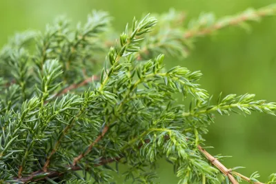 Produktbild von Juniperus squamata 'Holger', Blauer Zwergwacholder, 20–30 cm