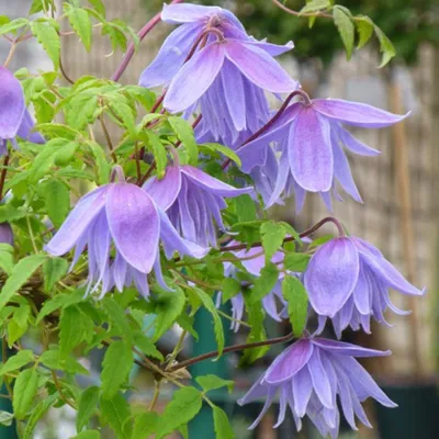 Immagine prodotto di 2 x  Clematide alpina  - Clematis alpina 'Frankie'  | 50-60 cm in contenitore