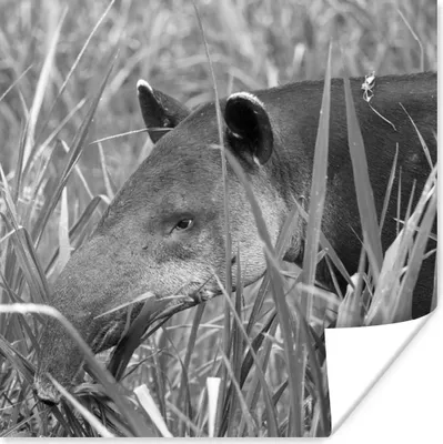 Produktbild von MuchoWow® Poster Mittelamerikanischer Tapir im Nationalpark von Costa Rica in schwarz-weiß 100x100 cm - Babyzimmer
