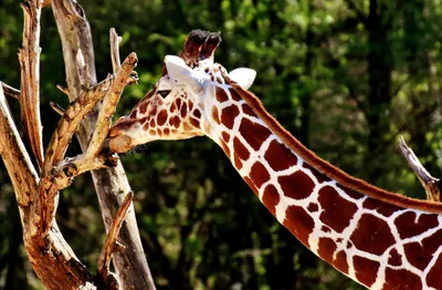 Produktbild von hansepuzzle 82268 - Giraffe Puzzle, 500 Teile, Tierwelt, 46,0 x 30,0cm mit hochwertiger Aufbewahrung, Kartonbox und wiederverschließbarem Beutel
