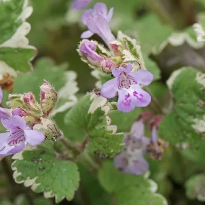 Immagine prodotto di 6 x Gundermann  - Glechoma hederacea 'Variegata'  | Topf 9cm x 9cm