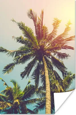 Produktbild von MuchoWow® Poster Palme - Sommer - Tropisch - Sonne 40x60 cm - Plakate für die Wand - Poster Babyzimmer