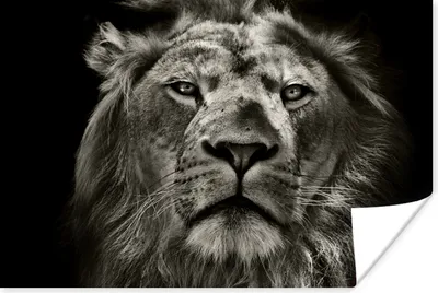 Produktbild von MuchoWow® Poster Löwe - Tiere - Porträt - Wildtiere - Schwarz und weiß 120x80 cm - Bilder