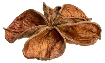 Produktbild von Landlotus natur 5-10 cm Sterculia urens Samenkapsel Allerheiligen Aquarium Deko