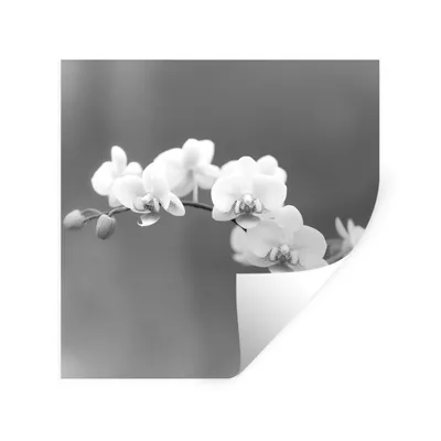 Produktbild von MuchoWow® Wandtattoo Wandsticker Wandaufkleber Orchidee - Blumen - Pflanze - Weiß - Lila 100x100 cm Selbstklebend und Repositionierbar - Wierderverwendbar - Selbstklebend
