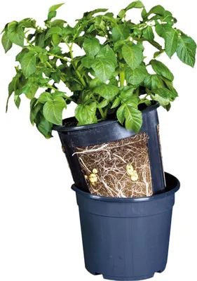 Produktbild von Esschert Design Kartoffelpflanztopf Blau Ø 30,2 cm - PP