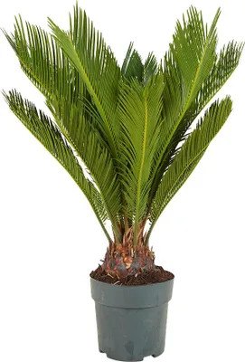 Zdjęcie produktu dla Bloomique - Cycas Revoluta - Palma pokoju - Sagowiec - Paproć palmowa - Rośliny doniczkowe - Bardzo łatwe w pielęgnacji - Wysokość 60-80 cm - Doniczka 17 cm