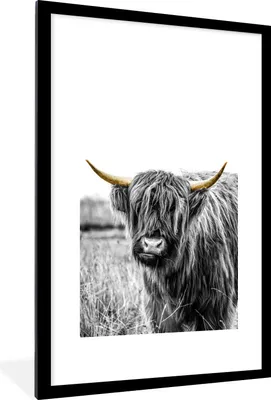 Produktbild von MuchoWow® MuchoWow® Gerahmtes Poster Schottisches Hochlandrind - Gras - Gold 60x90 cm - Poster mit zchwarzem Bilderrahmen - Dekoration - Wandposter Wohnzimmer - Hochwertig