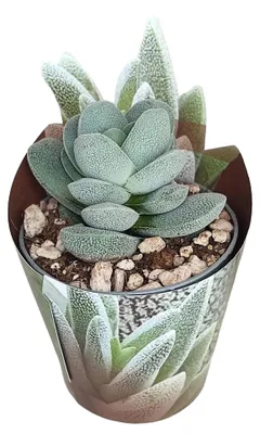 Zdjęcie produktu dla Crassula tecta – grubolistna – rzadkość – doniczka 6,5 cm – wysokość 15 cm