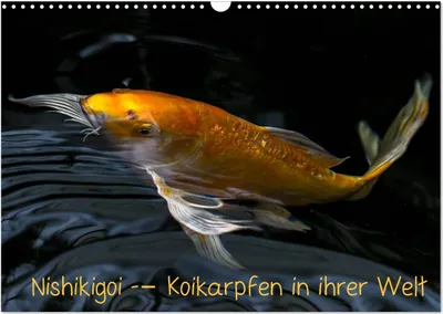 Produktbild von Nishikigoi ¿ Koikarpfen in ihrer Welt (Wandkalender 2025 DIN A3 quer), CALVENDO Monatskalender