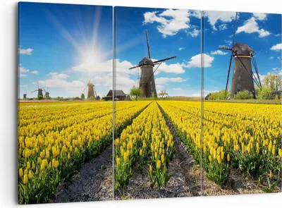 Produktbild von Bild auf Leinwand - Leinwandbild - Tulpen Windmühle Wiese Landschaft - 105x70cm - Wand Bild - Wanddeko - Leinwanddruck - Bilder - Kunstdruck - Leinwand bilder - Wandkunst - CE105x70-2879
