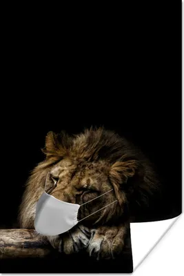 Produktbild von MuchoWow® Poster Maulkappe - Löwe - Tiere 80x120 cm - Papierdruck